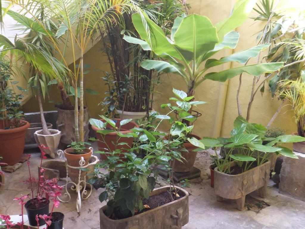 מלון סנטה קרוז דה טנריף Casa Colonial Cejas מראה חיצוני תמונה